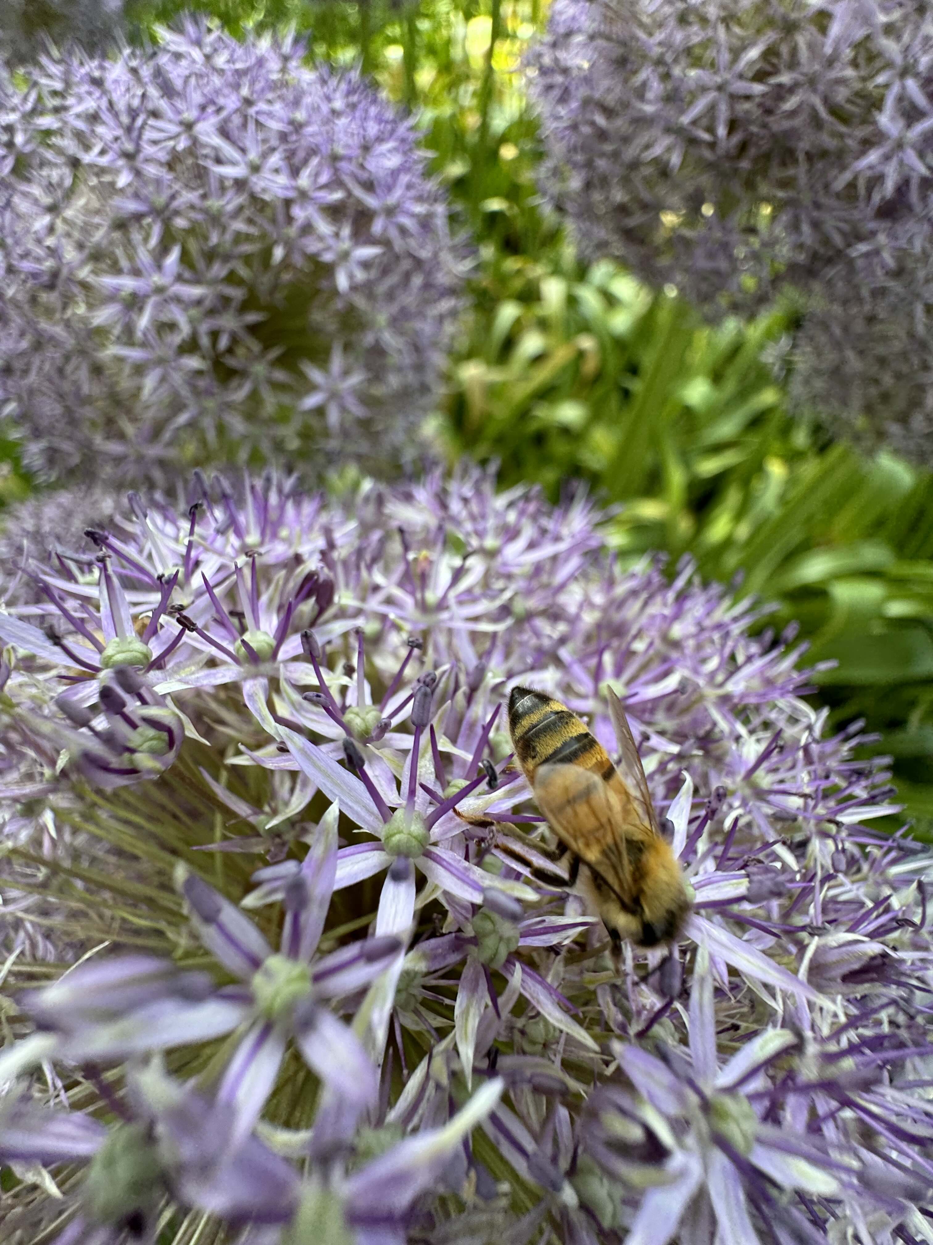 Bee pollinating flowers at our Oakland farm
