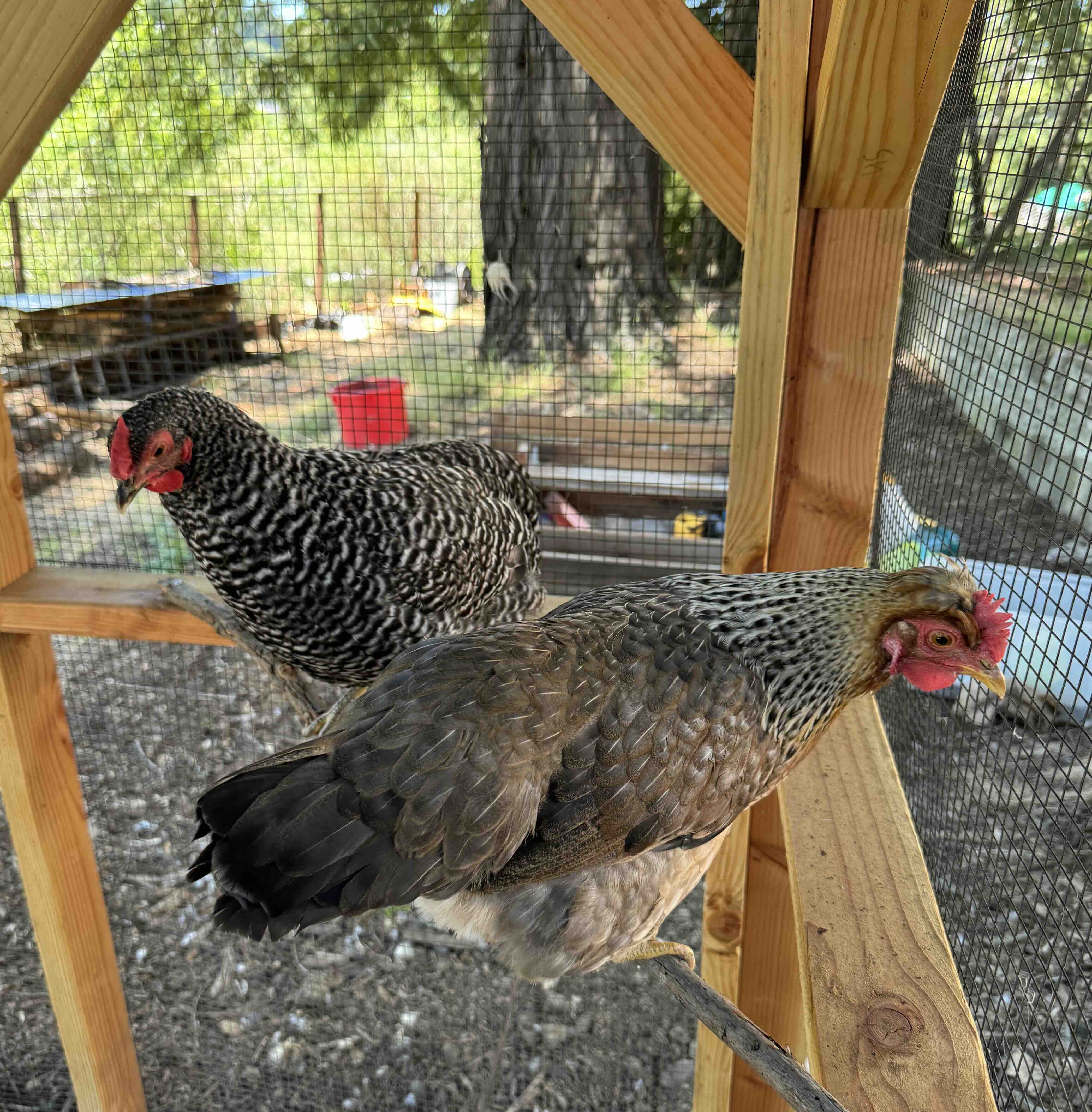 Chickens perched at our Oakland farm