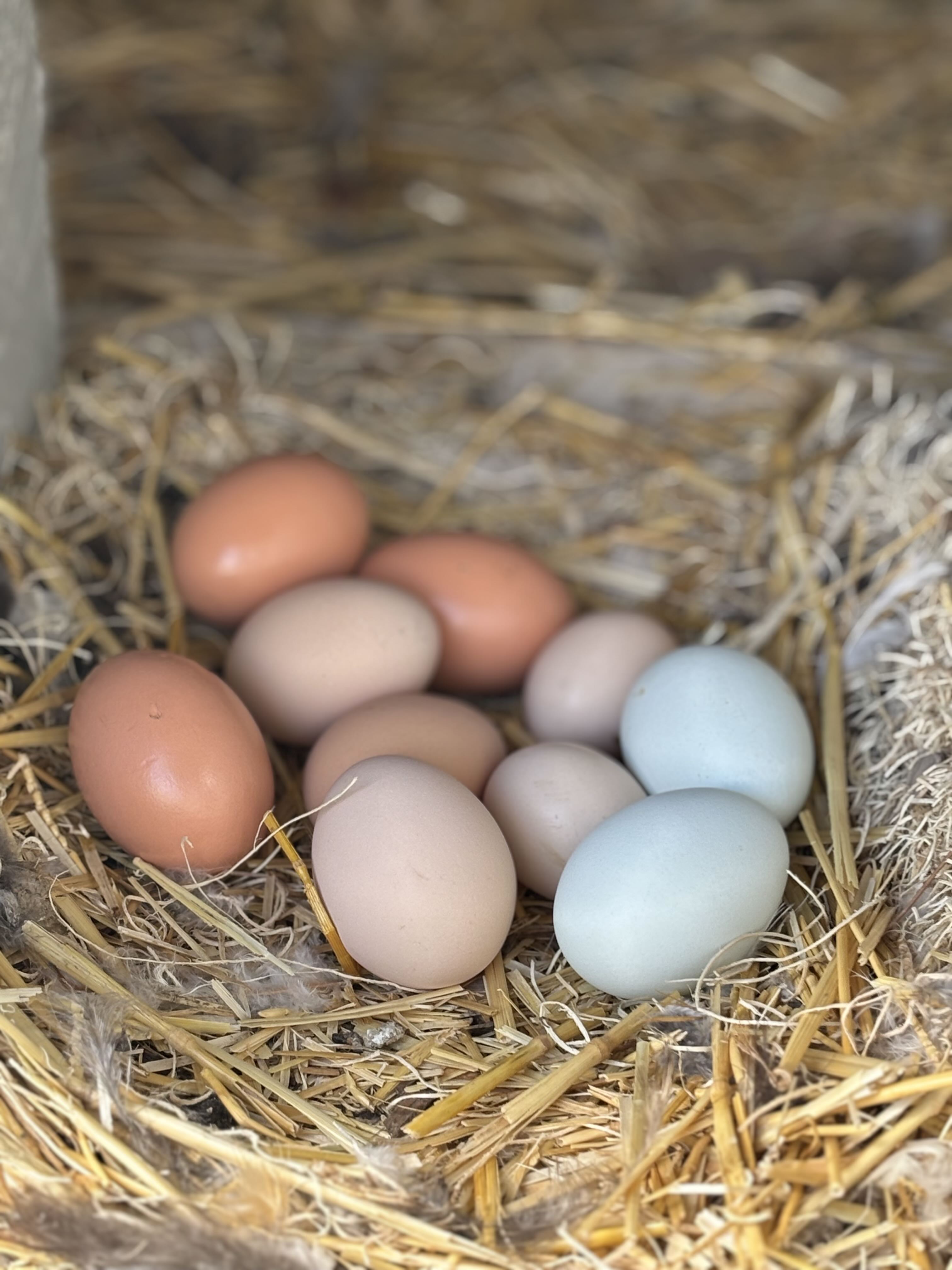 Fresh farm eggs from free-range chickens
