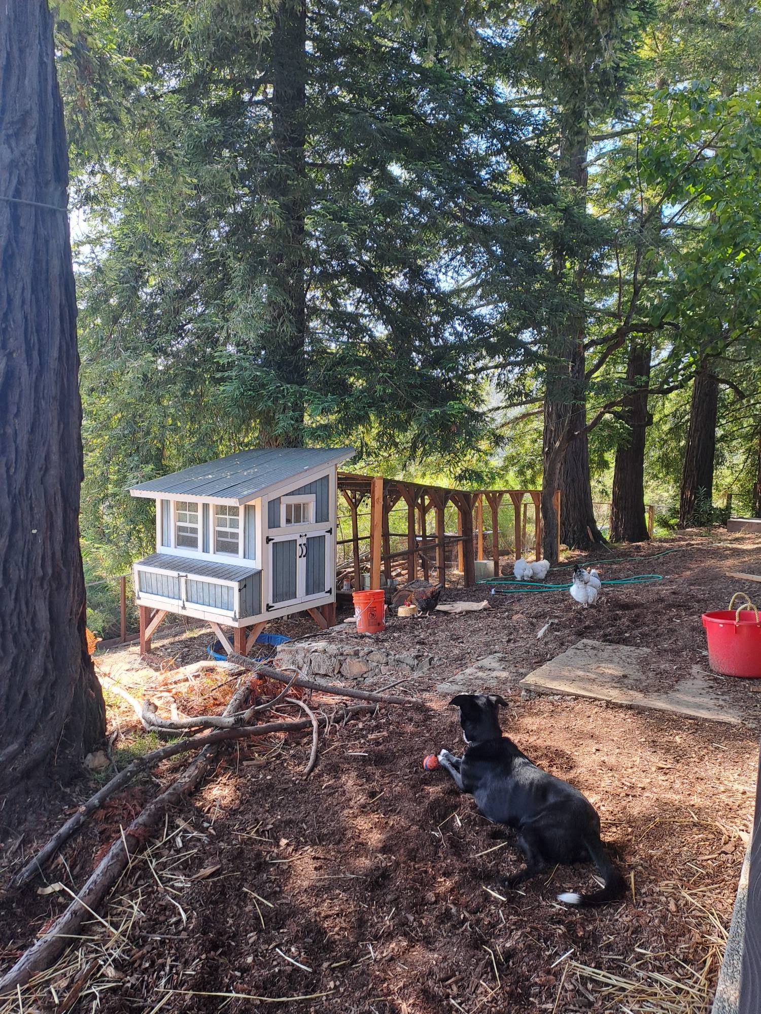Our family dog Oreo with the chicken coop and children in the background